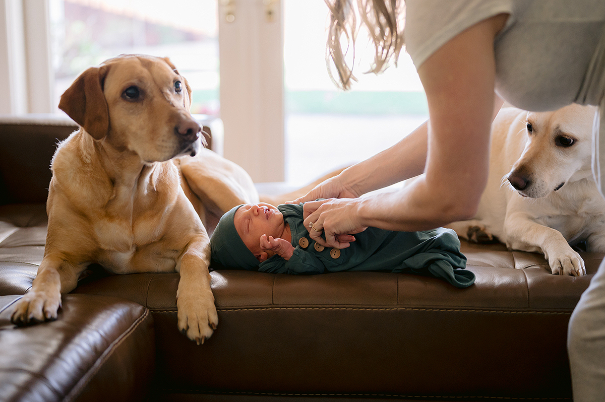 Dogs and Newborn